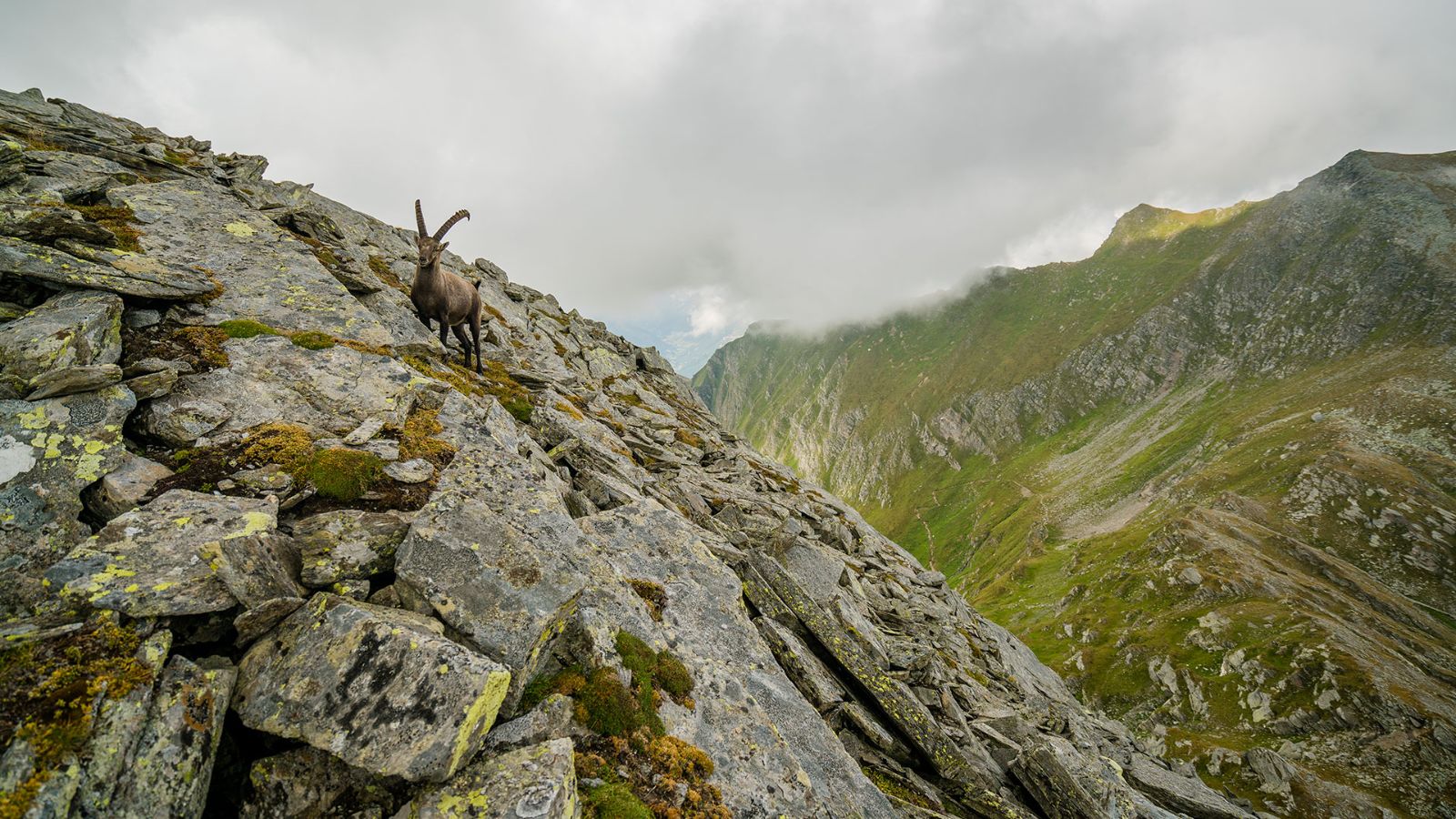Ein Steinbock in den Wolken, Pioratal
