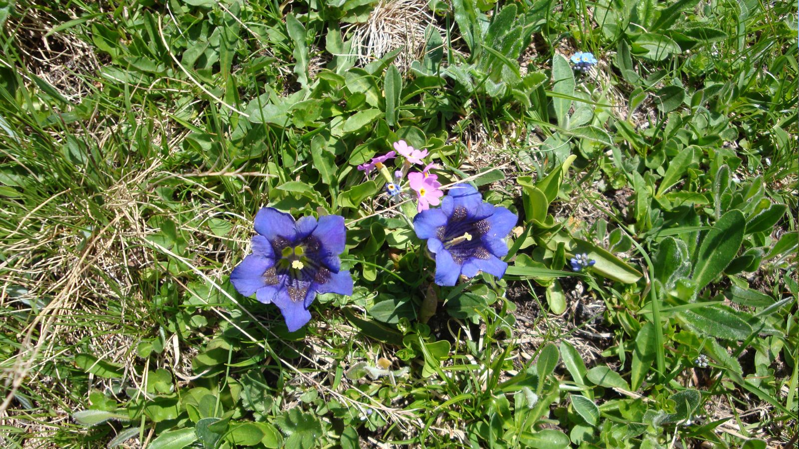 Schöne alpine Enziane