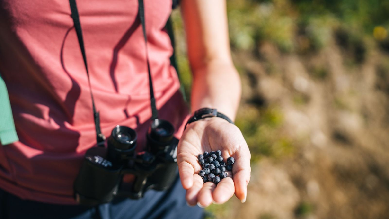 Wild blueberries along mountain trails
