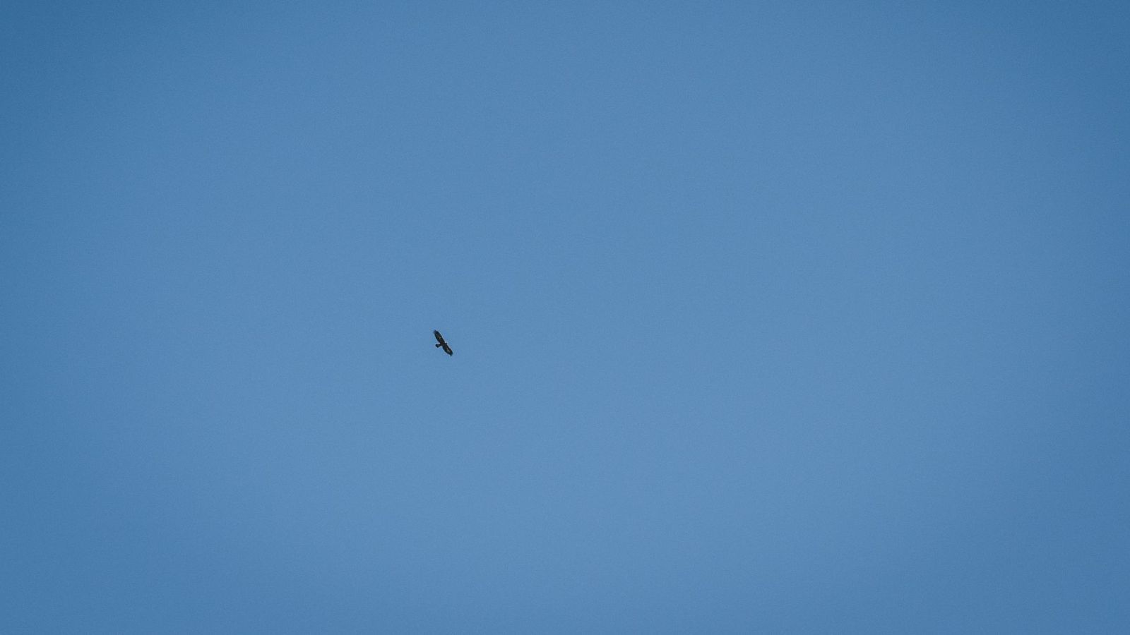 A bearded vulture soaring above the Bedretto Valley