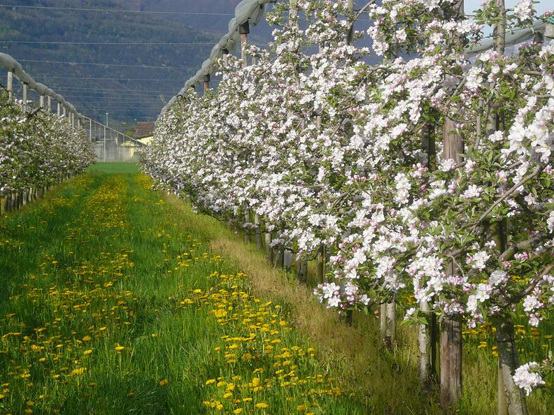 Image 2 - Azienda Frutticola Bassi
