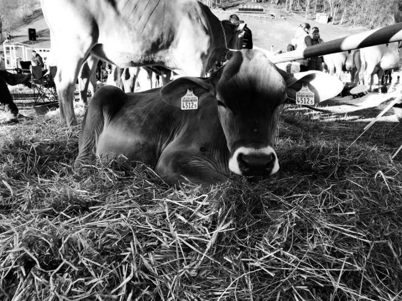 Image 1 - Azienda agricola Ponzio Top Ticino