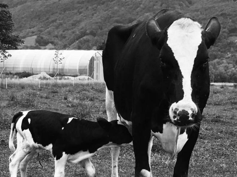 Image 4 - Azienda agricola Ponzio Top Ticino