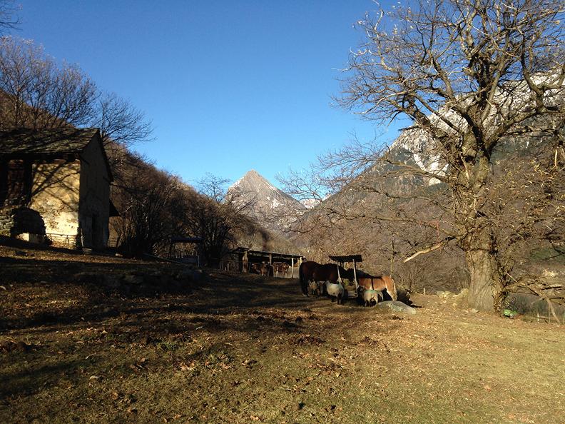 Image 1 - Azienda agricola di montagna 