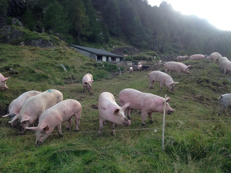 Image 2 - Azienda agricola di montagna 