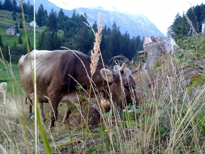 Image 3 - Azienda agricola di montagna 