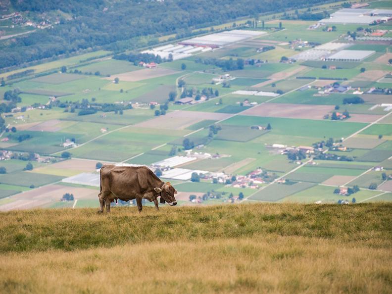 Image 18 - Open cheese factories 