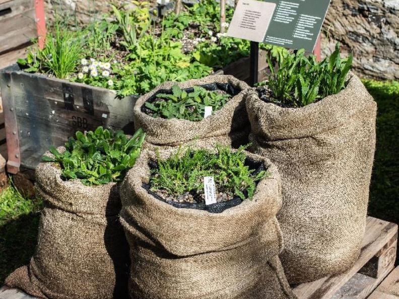 Image 2 - Il parco di Villa dei Cedri: un giardino che rinasce