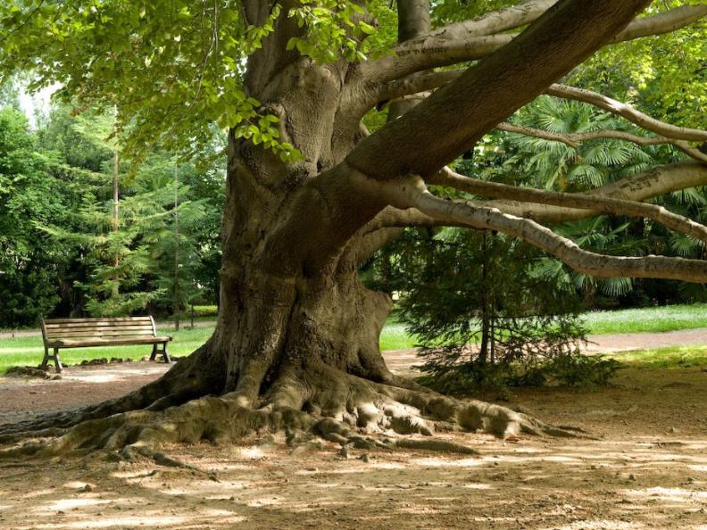 Image 2 - BOTANISCHE FÜHRUNG DURCH DEN PARK DER VILLA DEI CEDRI
