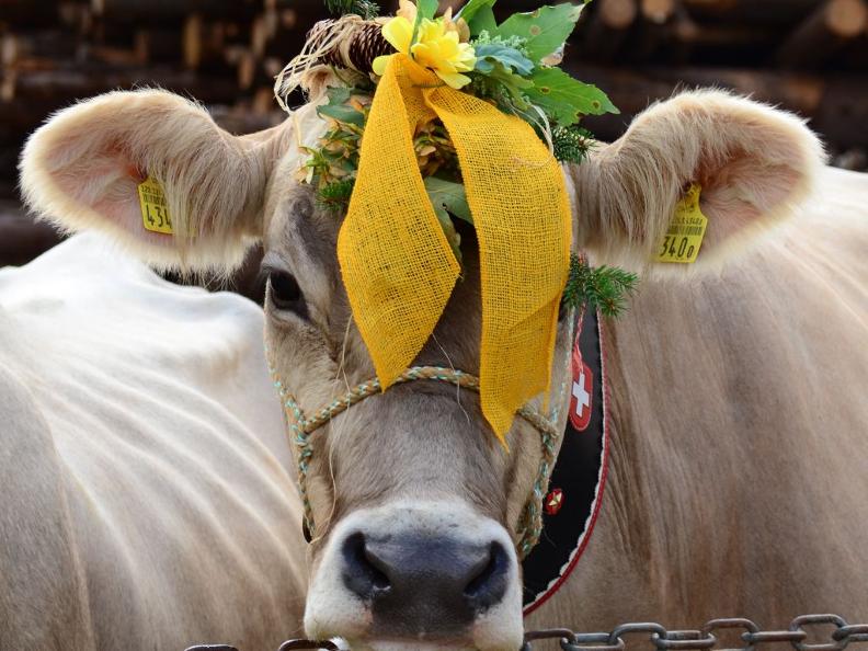 Image 0 - Giornata agricola leventinese e rassegna dei formaggi Image 0 - Giornata agricola leventinese e rassegna dei formaggi