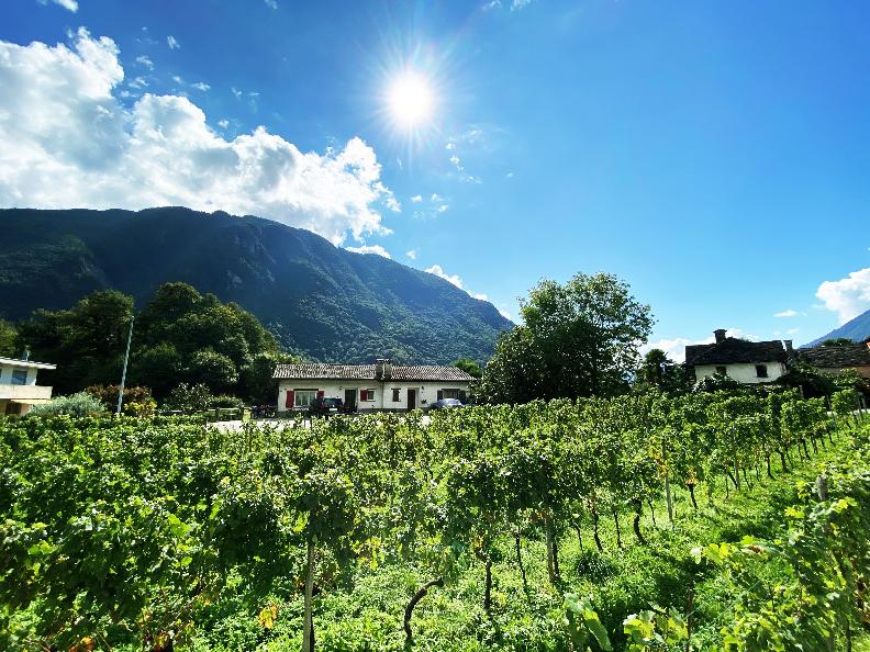 Image 1 - Terre d'autunno - azienda vitivinicola