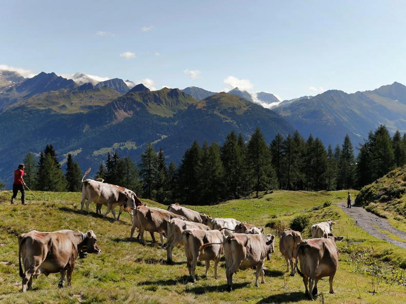 Image 0 - Passando sul pascolo – vacche nutrici