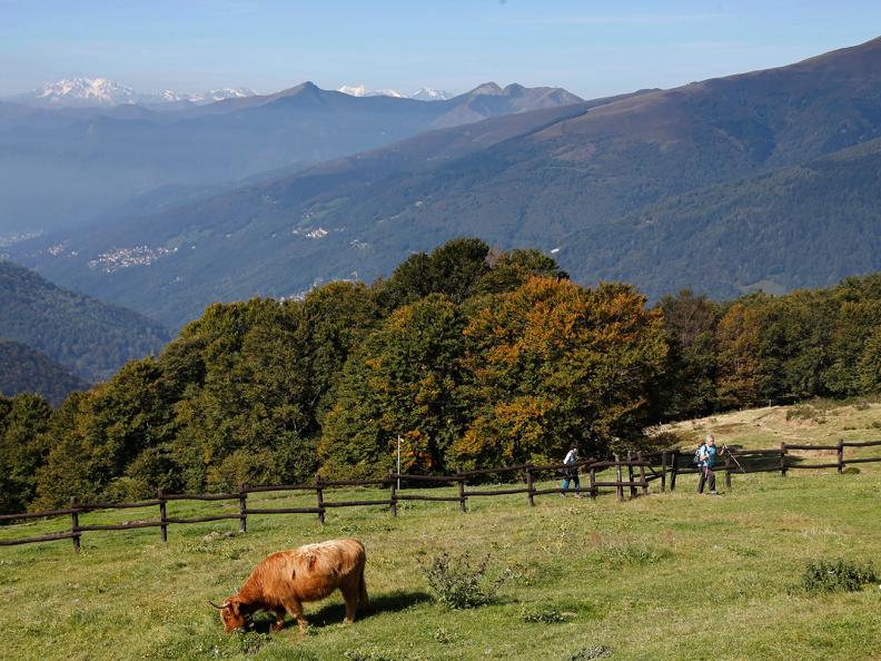 Image 1 - Passando sul pascolo – vacche nutrici