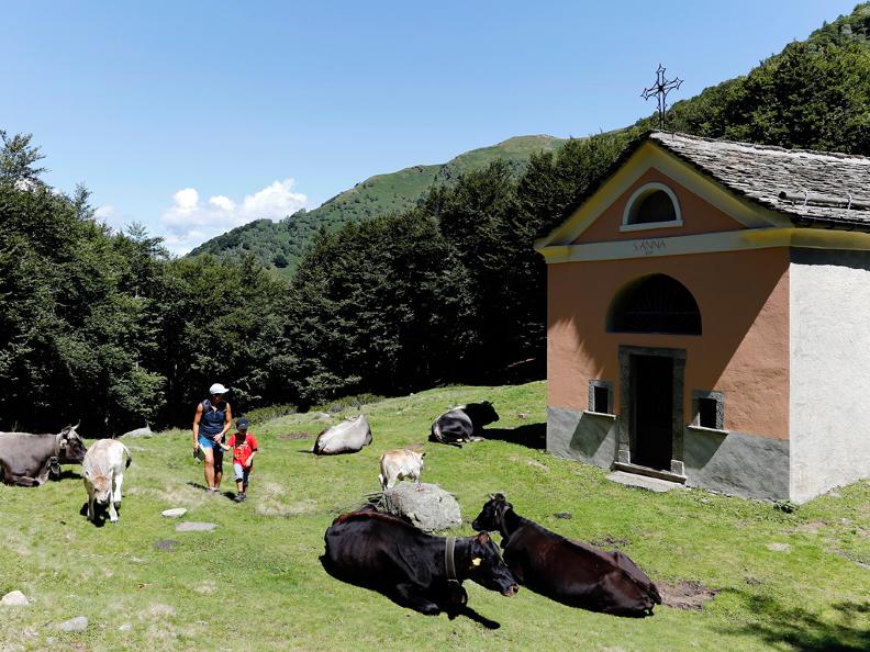 Image 2 - Passando sul pascolo – vacche nutrici
