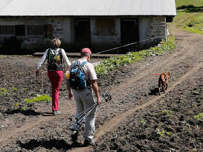 Image 2 - I cani da protezione delle greggi