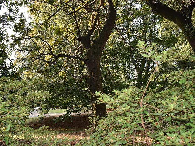 Image 3 - Parco del Museo Civico Villa dei Cedri