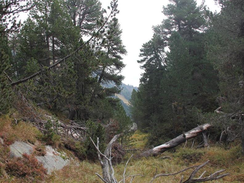 Image 3 - Riserva forestale della Selvasecca