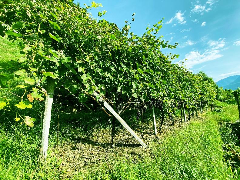 Image 11 - Cave vinicole Settemaggio	