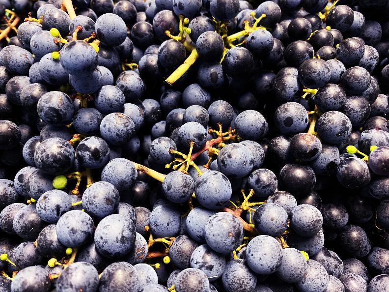 Image 7 - Cave vinicole Settemaggio	