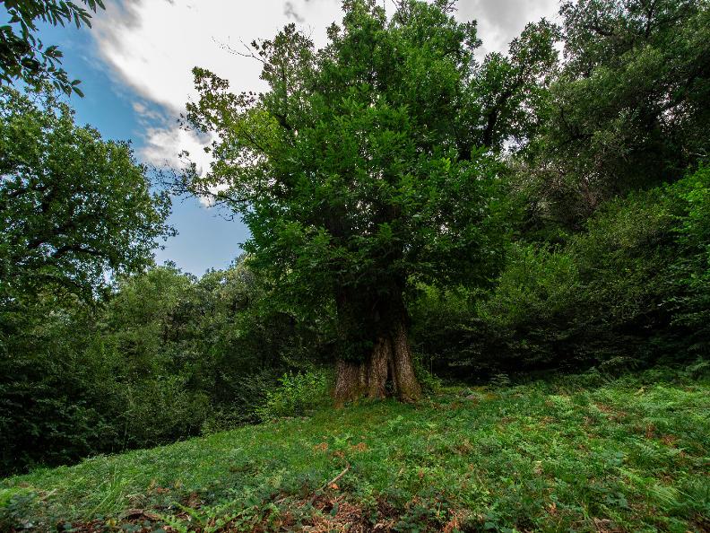 Image 0 - Robasacco Chestnut Woods Image 0 - Robasacco Chestnut Woods