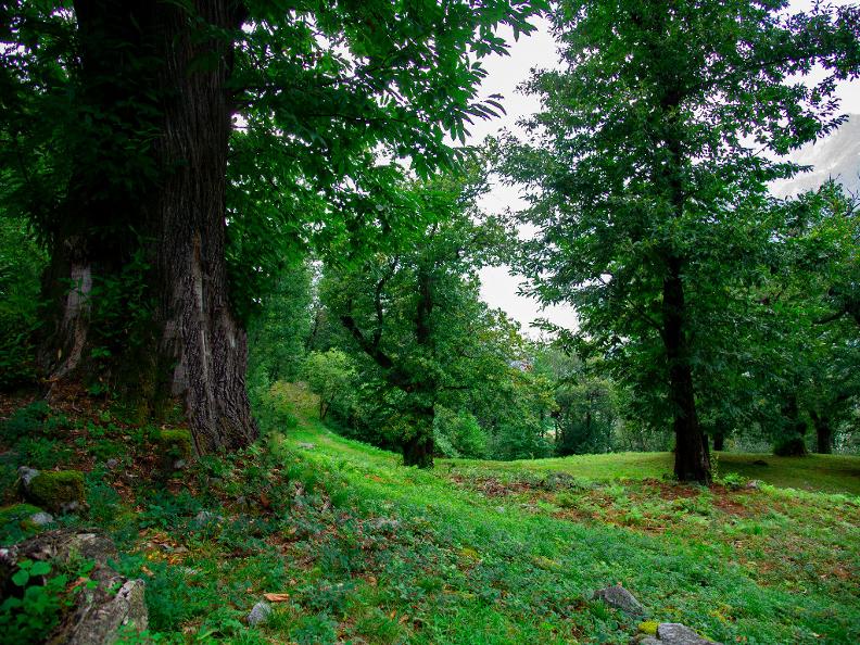 Image 1 - Robasacco Chestnut Woods