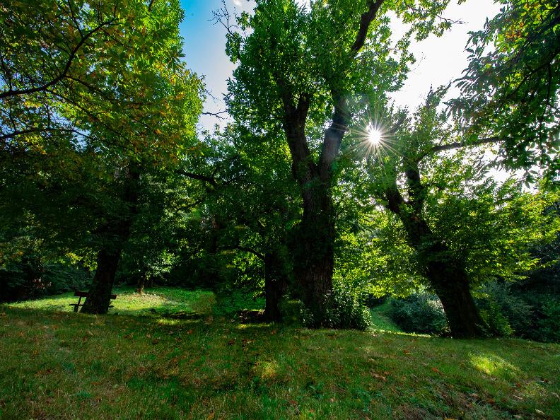 Image 2 - Robasacco Chestnut Woods