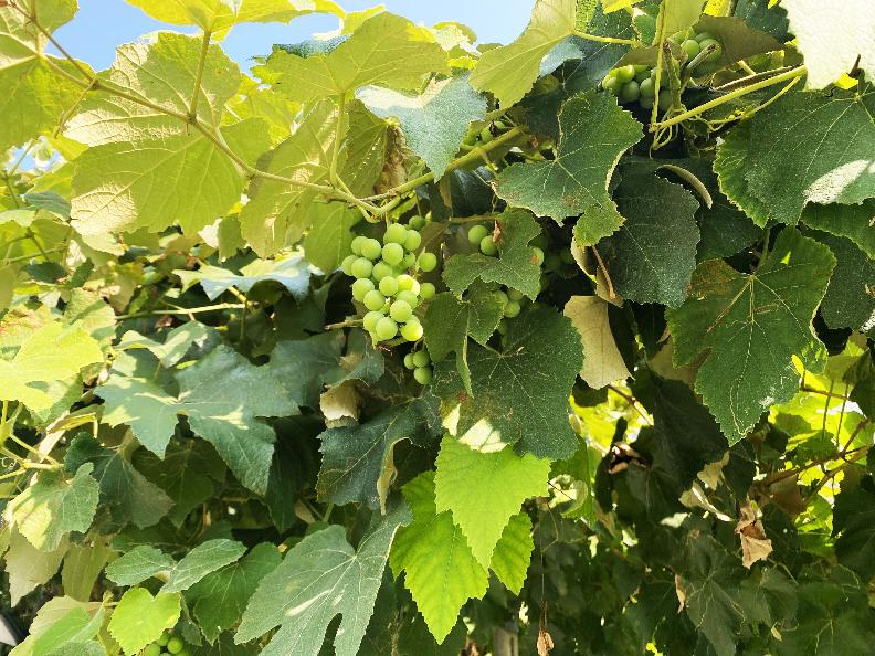 Image 2 - Cantina Pian Marnino
