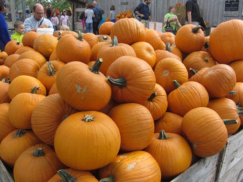 Image 3 - Crema di zucca - La ricetta