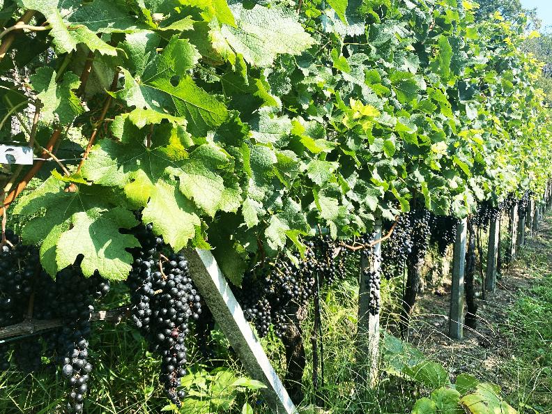 Image 12 - Azienda vinicola Mondò