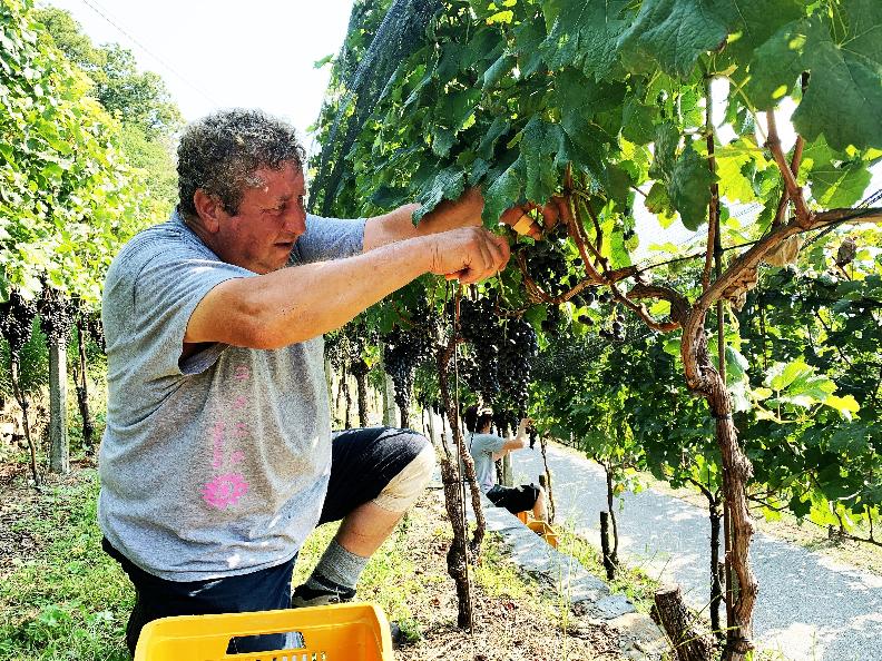 Image 9 - Azienda vinicola Mondò