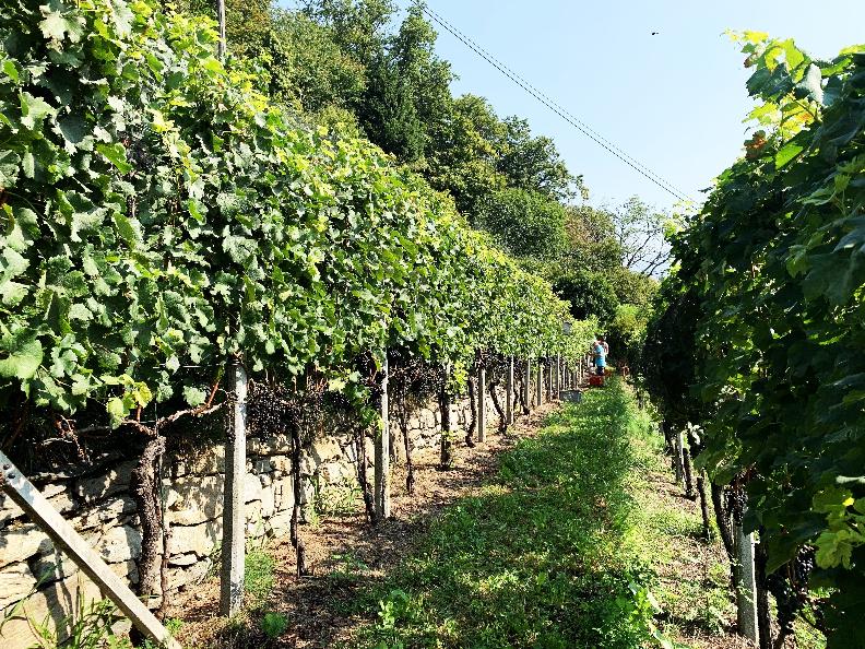 Image 2 - Azienda vinicola Mondò