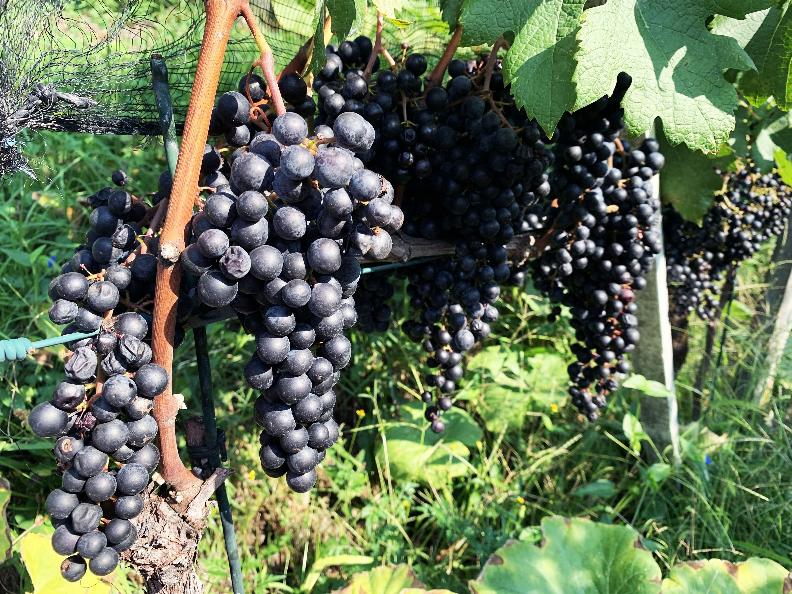 Image 3 - Azienda vinicola Mondò