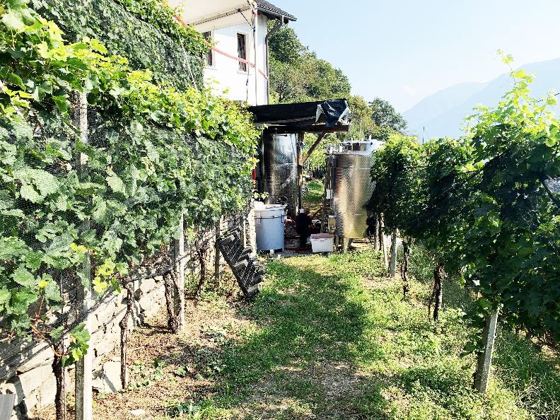 Image 1 - Azienda vinicola Mondò