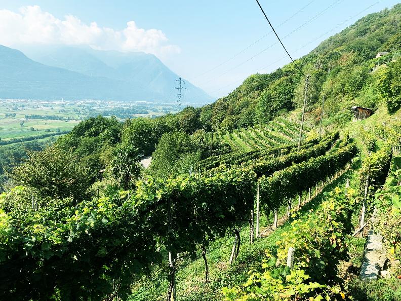 Image 10 - Azienda vinicola Mondò