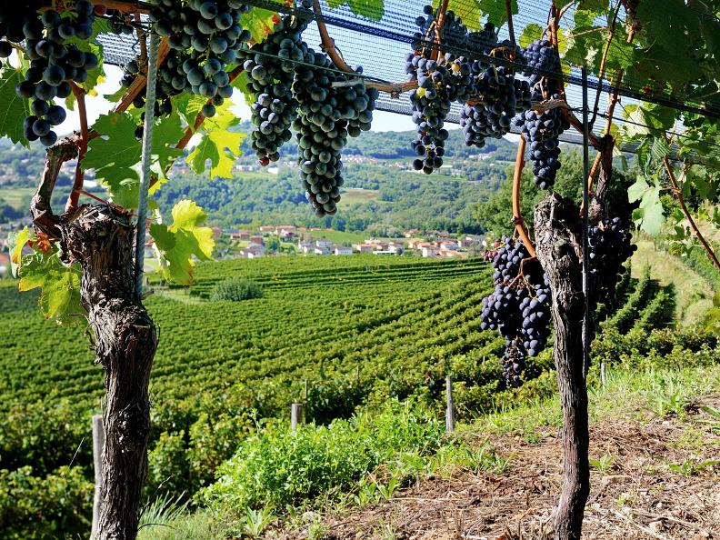 Image 2 - La grappa