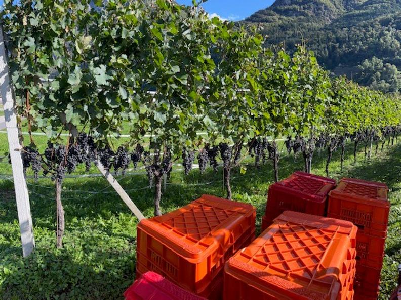 Image 3 - Azienda Vitivinicola Bollani