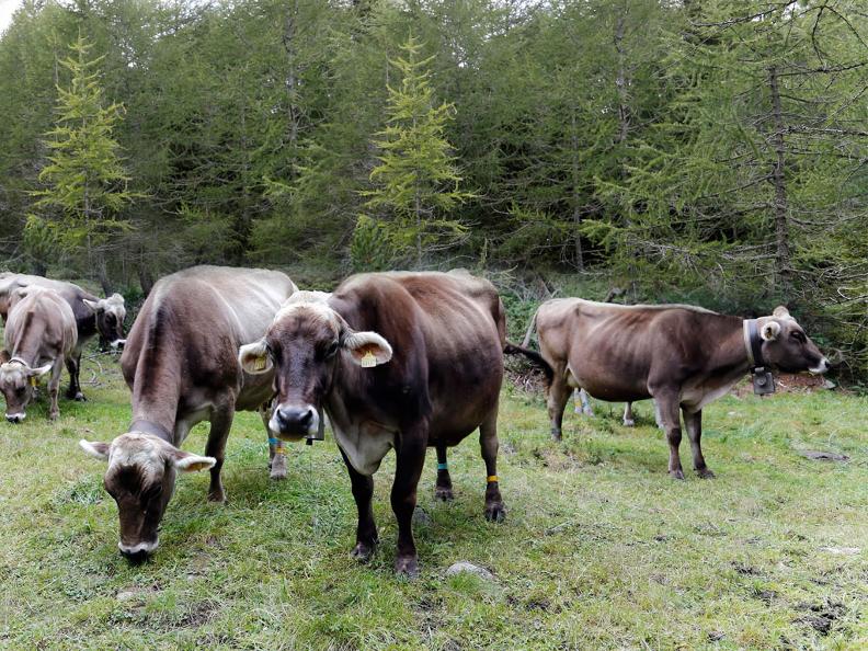Image 1 - I formaggi in Val Pontirone