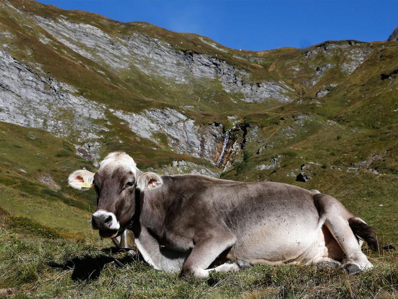 Image 2 - I formaggi in Val Pontirone