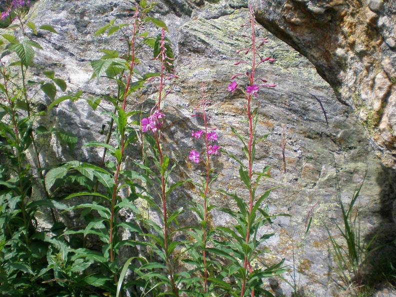 Image 3 - Traversata Leit - Tencia