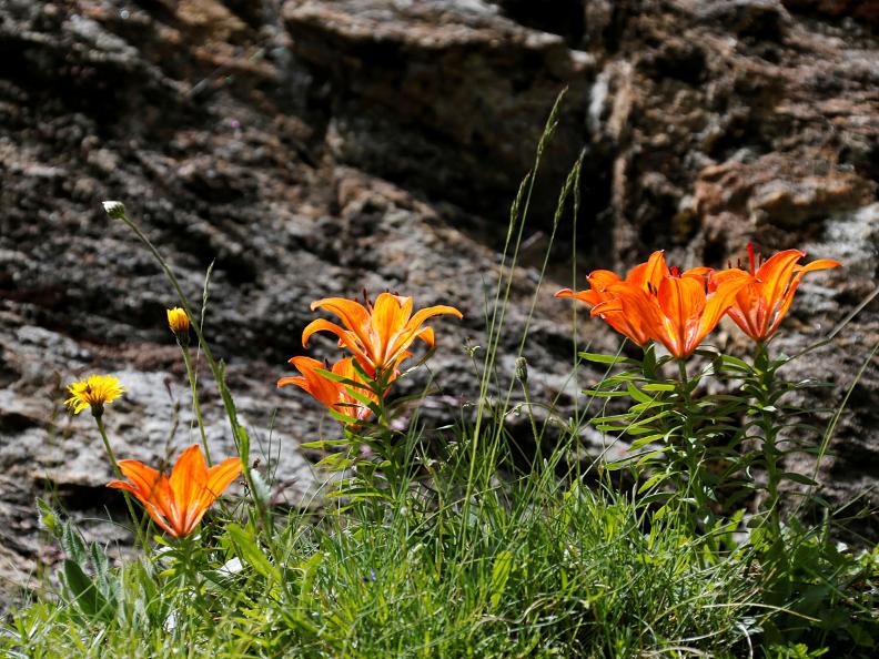 Image 6 - Sentiero Cristallina